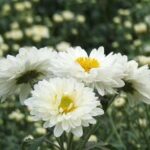 9月10日　花のひとり言